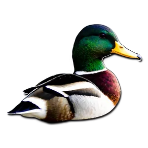 Green Head Mallard Duck Png 41 PNG Image