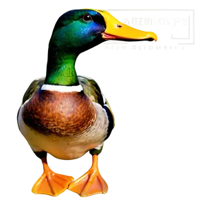 Green Head Mallard Duck Png Tkb PNG Image