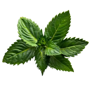 Green Herb Png 64 PNG Image