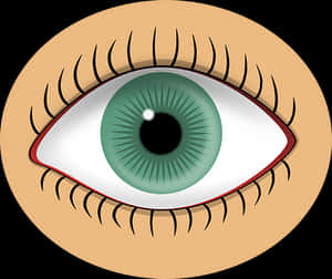 Green Human Eye Illustration PNG image with transparent background