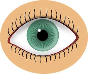 Green Human Eye Illustration PNG Image