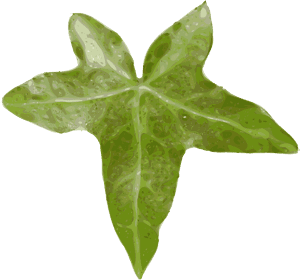 Ivy Family,plant,leaf - Ivy Leaf Clipart Png, Transparent Png PNG with transparent background