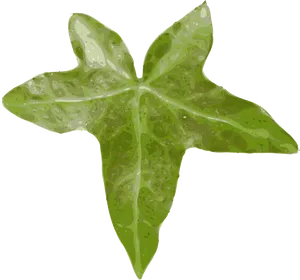 Green Ivy Leaf Illustration PNG Image