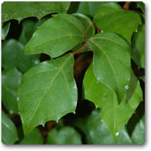 Grape Ivy, HD Png Download PNG with transparent background