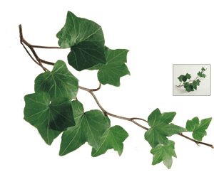 Common Ivy Leaf Plant Vine - Ivy Leaf Watercolor Png, Transparent Png PNG with transparent background