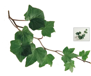 Green Ivy Leaves Transparent Background PNG Image