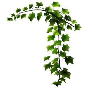 Green Ivy Vine Branch PNG image with transparent background