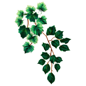 Green Ivy Vine Illustration PNG image with transparent background