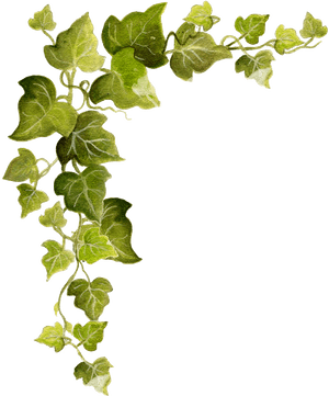 Common Ivy Vine Clip Art - Transparent Background Vines Clipart, HD Png Download PNG with transparent background