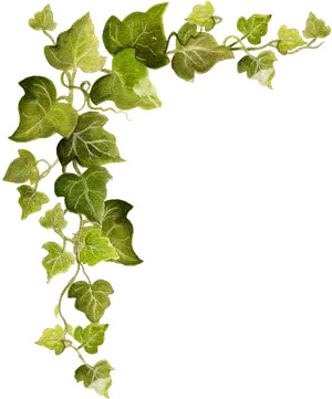 Green Ivy Vine Transparent Background PNG Image