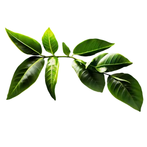 Green Laurel Leaves Png Dpd93 PNG Image