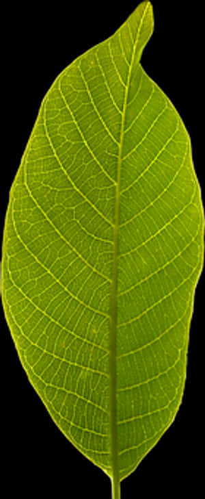 Green Leaf Black Background PNG image with transparent background