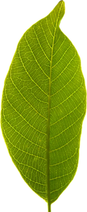 Green Leaf Black Background PNG Image