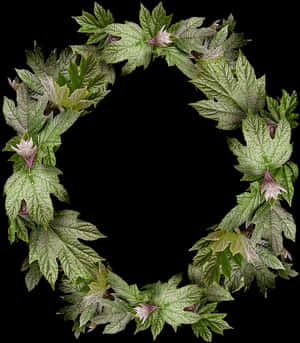 Leaves, Wreath, Frame, Border - Gambar Bingkai Daun Melingkar, HD Png Download PNG image with transparent background