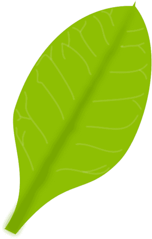 Green Leaf - Single Green Leaf Png, Transparent Png PNG