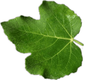 #daun Tin - Maple Leaf, HD Png Download PNG image with transparent background