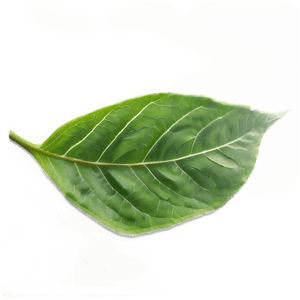 Green Leaf Texture PNG 28 PNG image with transparent background
