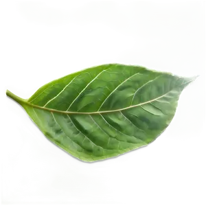 Green Leaf Texture Png 28 PNG Image