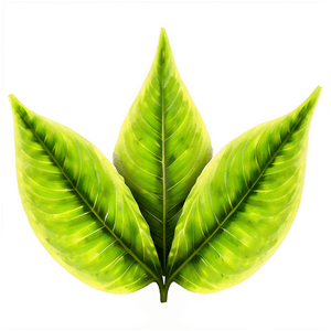 Green Leaf Texture PNG 50 PNG image with transparent background