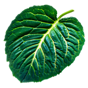 Green Leaf Texture PNG nqg PNG image with transparent background