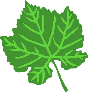 Green Leaf Vector Illustration PNG Image