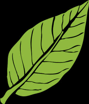 Green Leaf Vector Illustration PNG image with transparent background