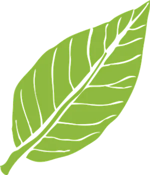 Green Leaf Vector Illustration PNG Image
