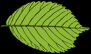 Green Leaf Vector Illustration PNG image with transparent background