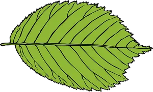 Green Leaf Vector Illustration PNG Image