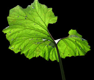 Green Leaf Water Droplets Black Background PNG image with transparent background