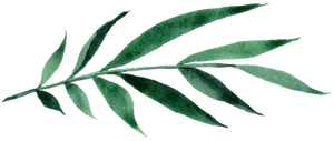 Green Leafon Black Background PNG Image