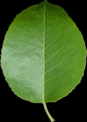 Green Leafon Black Background.jpg PNG image with transparent background