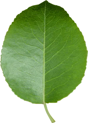 Green Leafon Black Background.jpg PNG Image