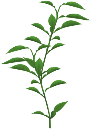 Green Leafy Branch Black Background PNG Image