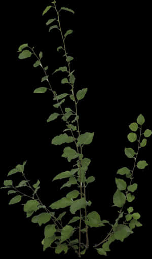Free Icons Png - Plants Png PNG
