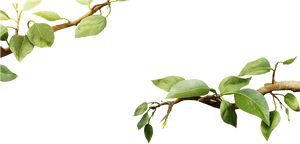 Green Leafy Tree Branch.png PNG image with transparent background