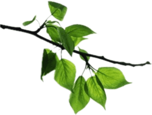 Green Leafy Tree Branch.png PNG image with transparent background