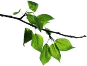 Green Leafy Tree Branch.png PNG Image