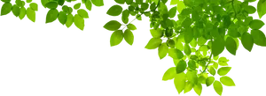 Green Leaves Black Background PNG Image