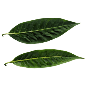 Green Leaves PNG jla81 PNG image with transparent background