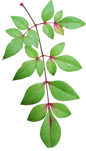 Green Leaves Red Stems Transparent Background.png PNG image with transparent background