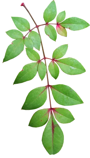Green Leaves Red Stems Transparent Background.png PNG Image