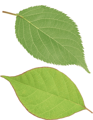Green Leaf Png - Single Green Leaf Png, Transparent Png PNG