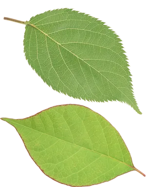 Green Leaves Transparent Background PNG Image