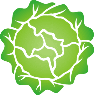 Head Of Lettuce Svg Clip Arts - Head Of Lettuce Clipart, HD Png Download PNG image with transparent background