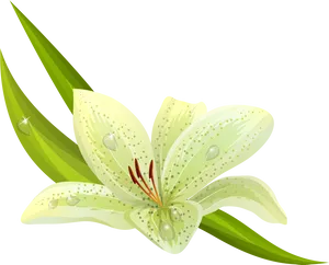 Green Lily Illustration PNG Image