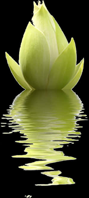 Изображение Для Плейкаста - Tube Feuille De Lotus Png, Transparent Png PNG image with transparent background