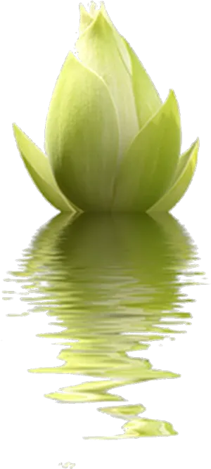 Green Lotus Reflection PNG Image