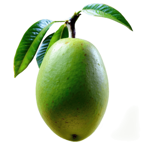 Green Mango PNG 05232024 PNG