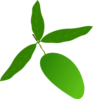 Green Mango With Leaves Vector PNG image with transparent background
